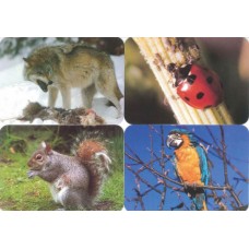 FOTOVOCABOLARIO ANIMALI